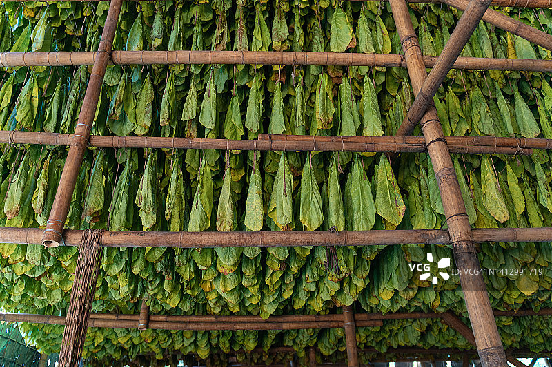晾晒棚中悬挂的烟叶图片素材
