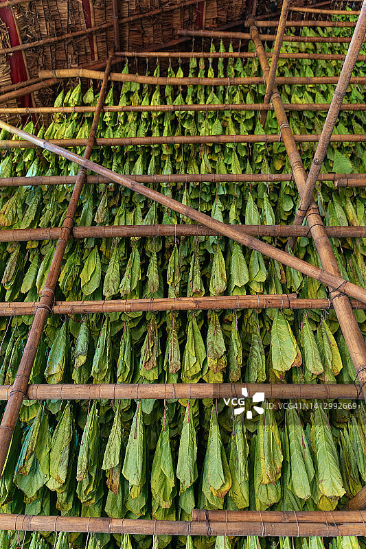 晾晒棚中悬挂的烟叶图片素材