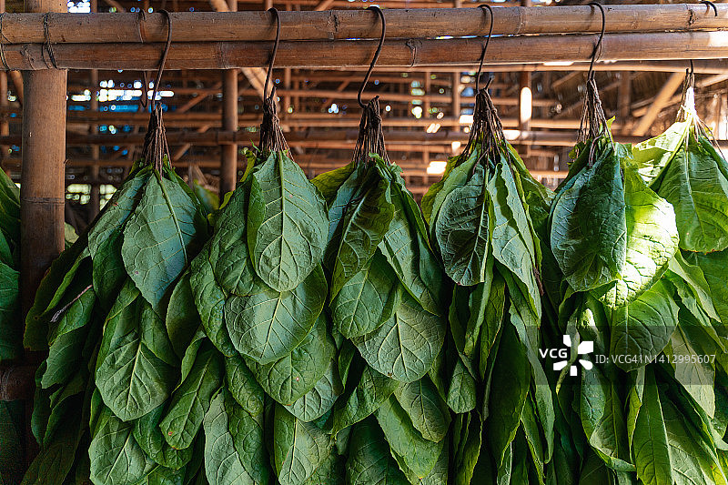 晾晒棚中悬挂的烟叶图片素材