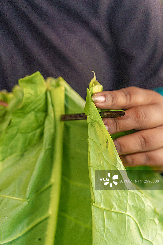 堆叠的烟叶图片素材