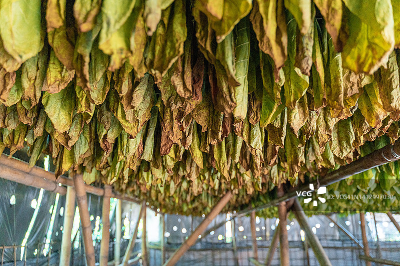 晾晒棚中悬挂的烟叶图片素材