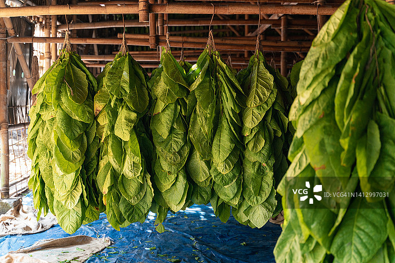 晾晒棚中悬挂的烟叶图片素材