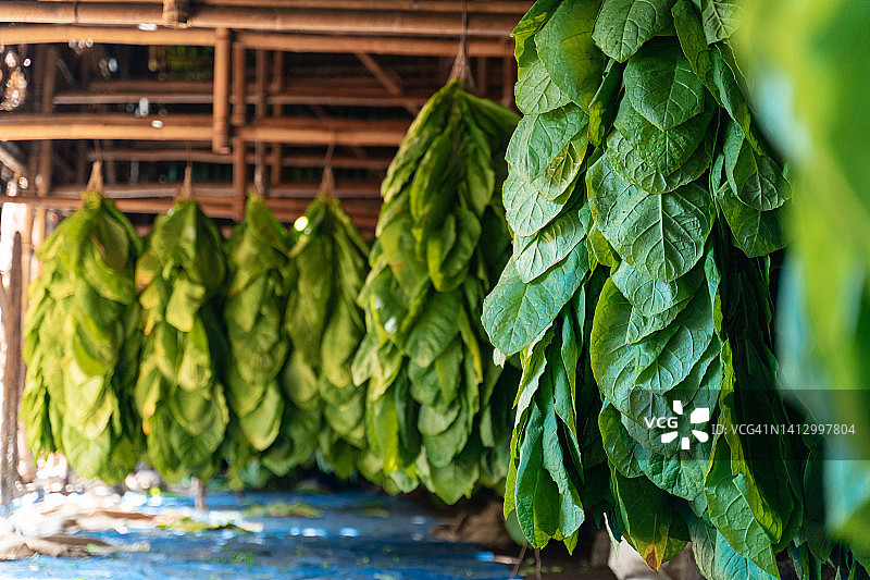 晾晒棚中悬挂的烟叶图片素材