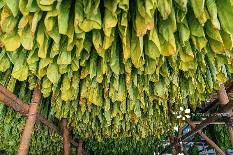晾晒棚中悬挂的烟叶图片素材