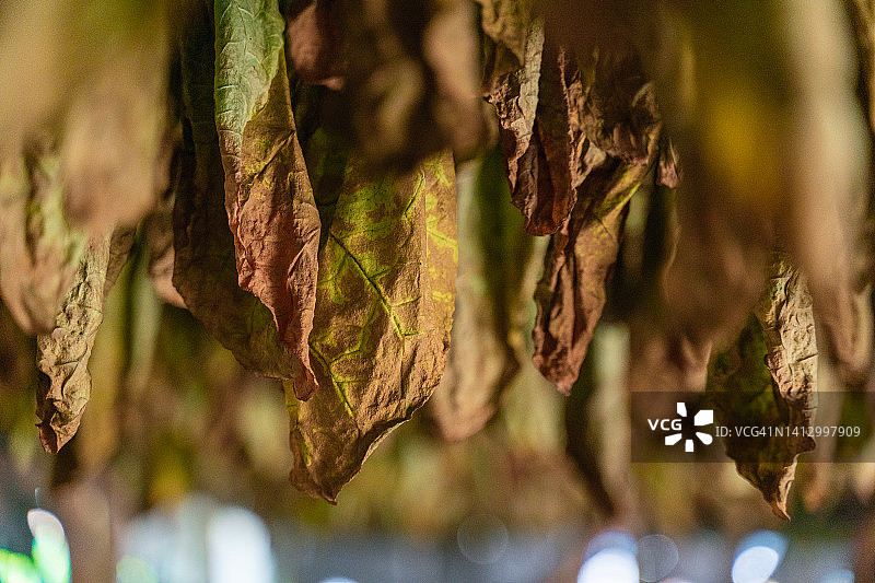 晾晒棚中悬挂的烟叶图片素材
