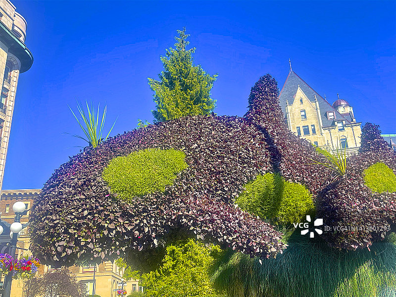 维多利亚街道上的鲸鱼造型艺术图片素材