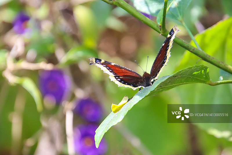 黑裙蛱蝶图片素材