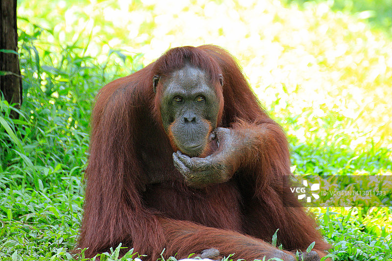 可疑行为：猩猩系列图片素材