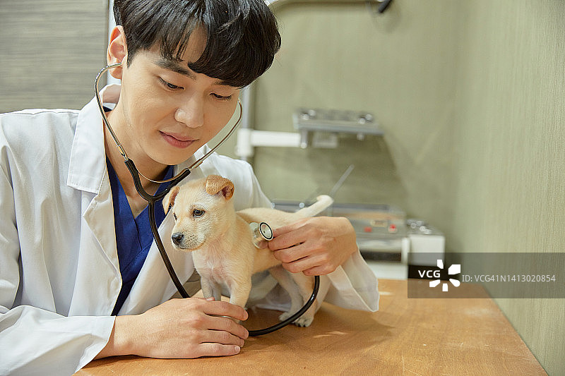 动物医院小狗兽医宠物保险图片素材