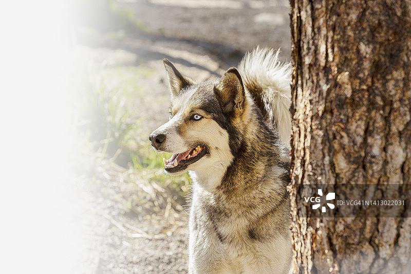 雪橇犬图片素材