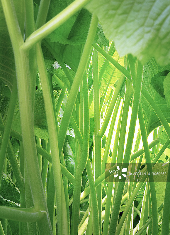 茎和叶子特写图片素材