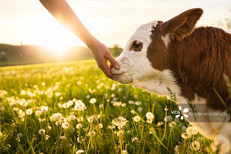 手触碰小牛的鼻子图片素材