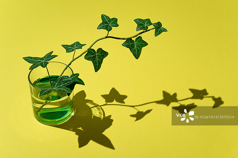 常青藤的枝干在一杯水中图片素材