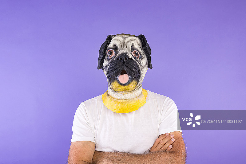 戴着哈巴狗面具和白色T恤的男子肖像，双手交叉，在紫色背景上。宠物、狗、动物、狂欢节、万圣节和化装舞会概念图片素材