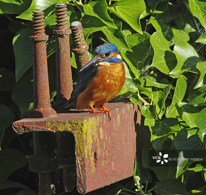 翠鸟(普通)图片素材