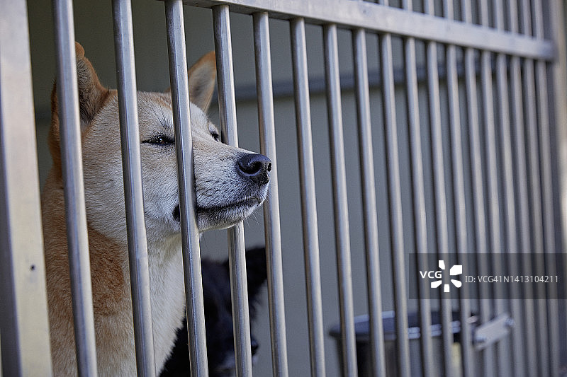 金属笼，金属网，被遗弃的狗图片素材