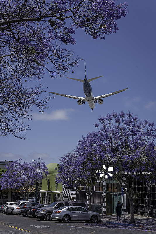 在圣地亚哥蓝花楹树上空低空降落的商用飞机图片素材