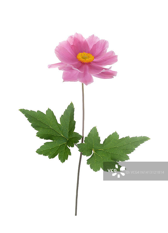 粉色日本银莲花与叶子图片素材