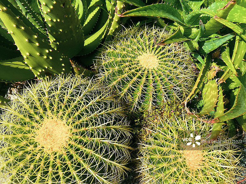 金琥仙人掌与芦荟图片素材