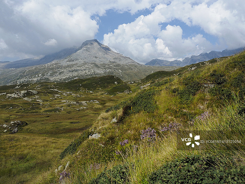 瑞士圣贝纳迪诺山口开花的唐松草图片素材