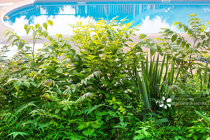 杂草、过度生长的草坪杂草和毒葛图片素材