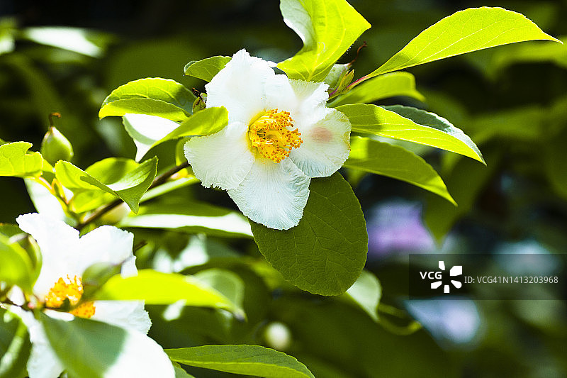日本紫茎图片素材