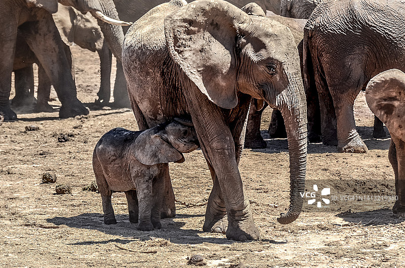 埃多国家公园1图片素材