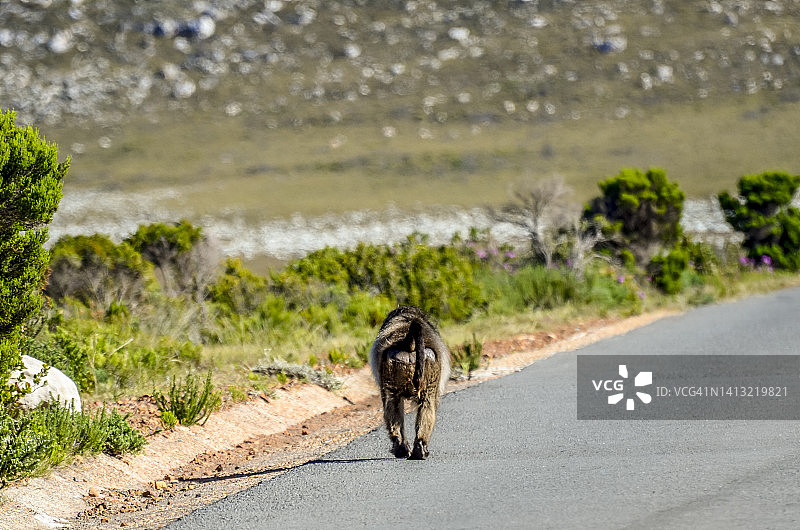好望角国家公园图片素材