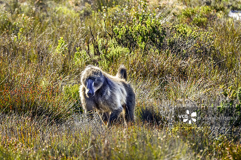 好望角国家公园2图片素材