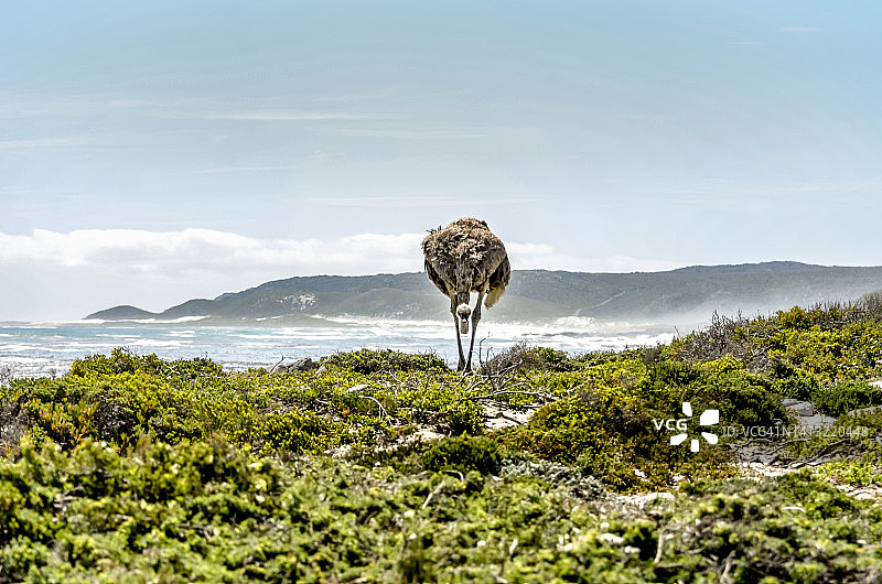好望角国家公园 30图片素材