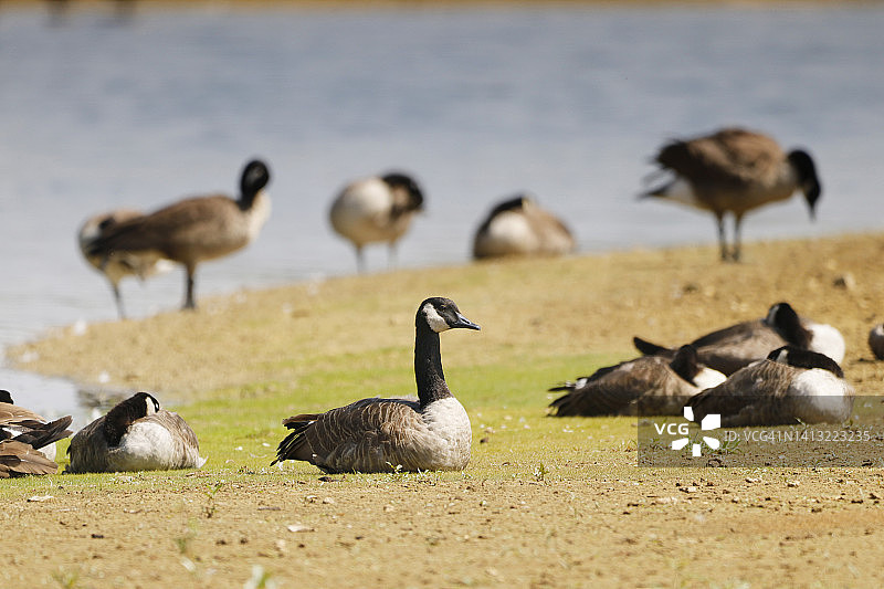 在法国塞纳-马恩省的白额黑雁图片素材