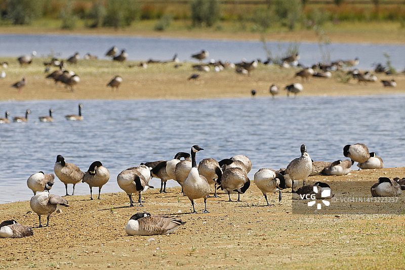 在法国塞纳-马恩省的白额黑雁图片素材