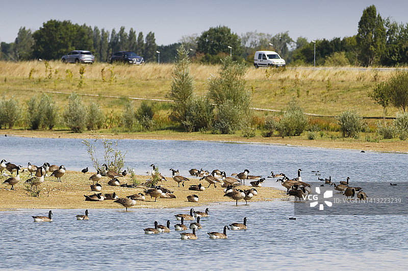 在法国塞纳-马恩省的白额黑雁图片素材
