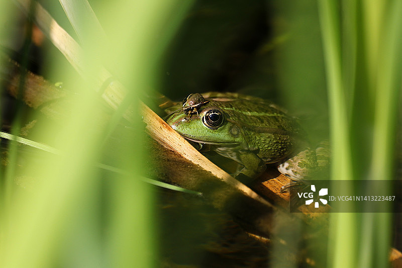 在法国塞纳-马恩省的青蛙图片素材