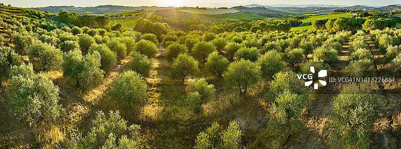 意大利托斯卡纳乡村的橄榄树林图片素材