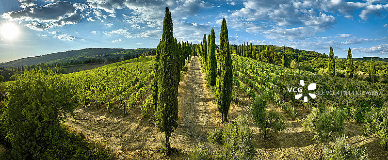 意大利托斯卡纳基安蒂葡萄酒产区的沃尔帕亚葡萄园图片素材