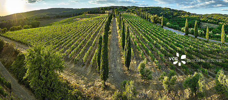 意大利托斯卡纳基安蒂葡萄酒产区的沃尔帕亚葡萄园图片素材