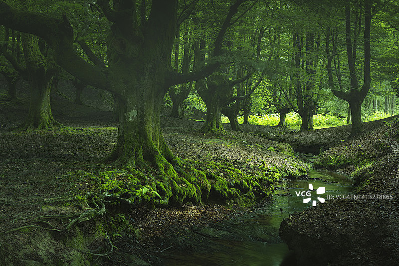阴沉的森林图片素材