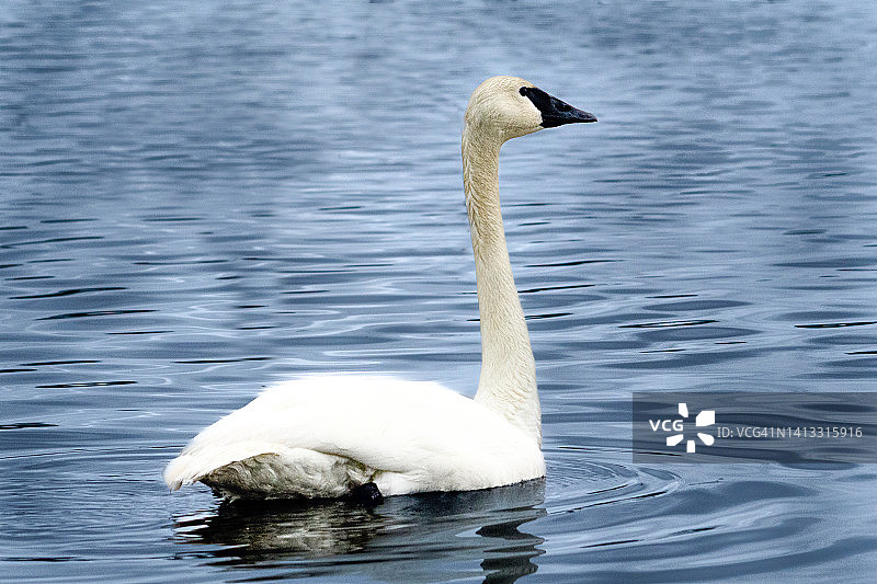 喇叭天鹅游泳图片素材