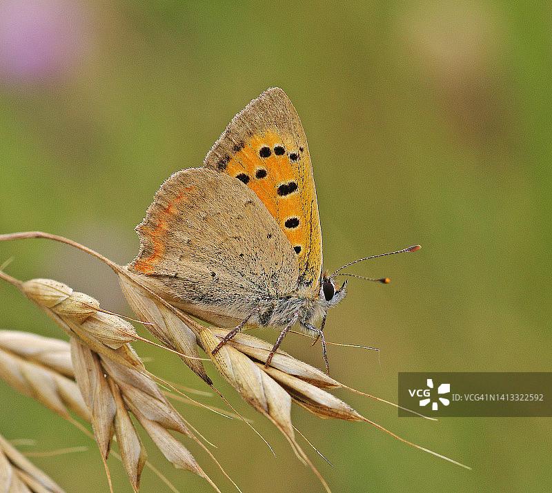 小型紫铜色蝴蝶图片素材