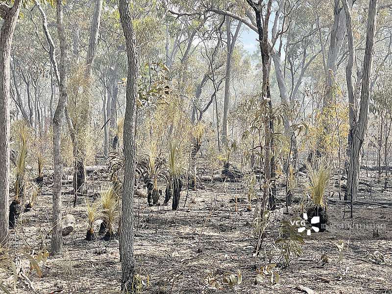 澳大利亚丛林大火区图片素材