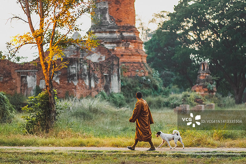清晨，身穿橙色传统服装的泰国僧侣在古庙附近遛狗图片素材