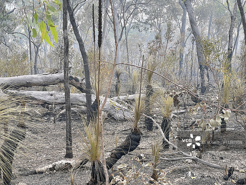 澳大利亚丛林大火区图片素材