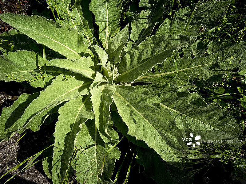 毛蕊花植物背景图片素材