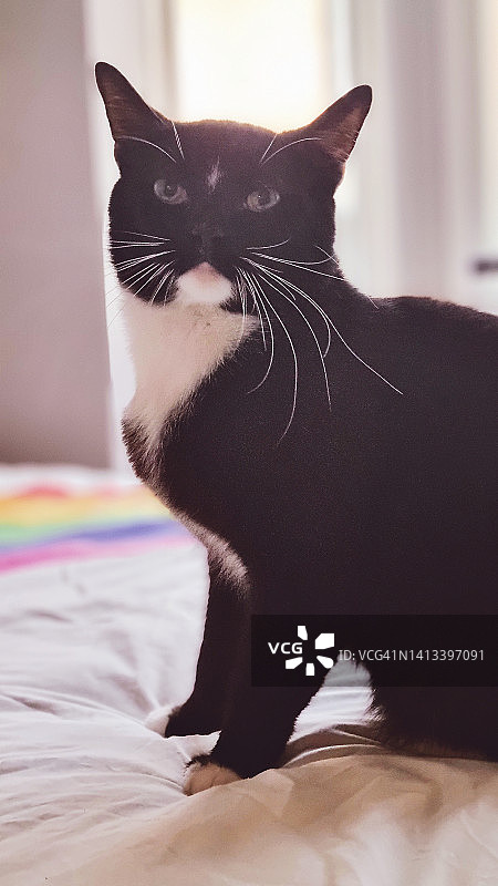 黑色的猫图片素材