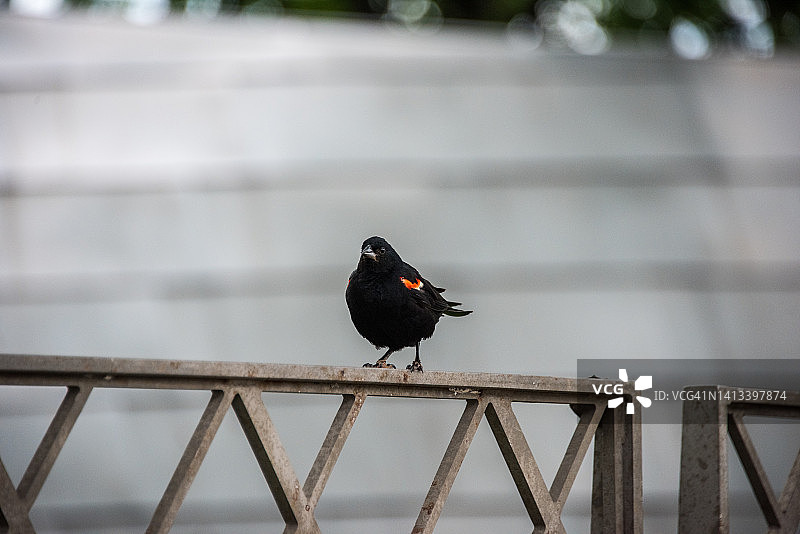 红翼黑鸟图片素材