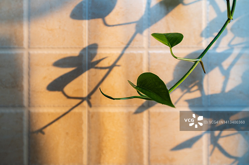 公寓中的绿色细节图片素材