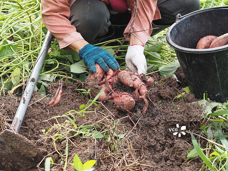 女人用锄头挖红薯。图片素材