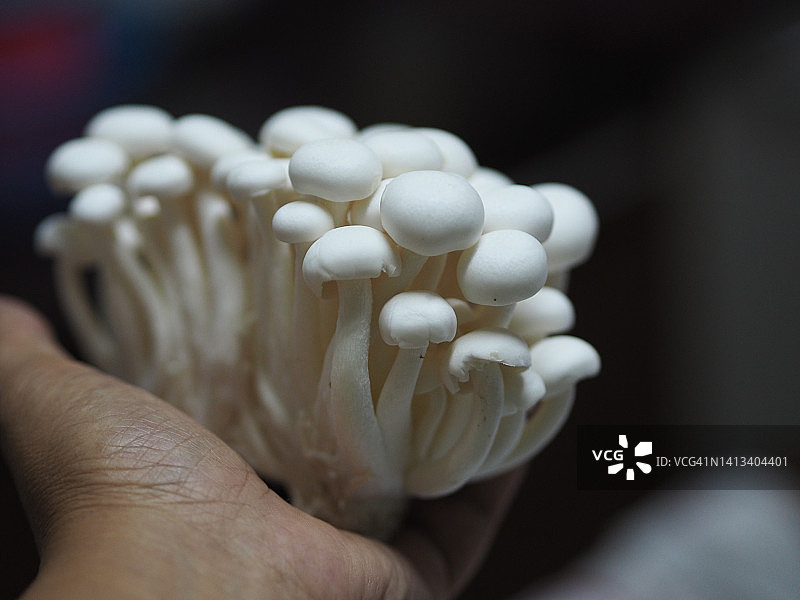 黑色背景上女人手中的白色白玉菇图片素材