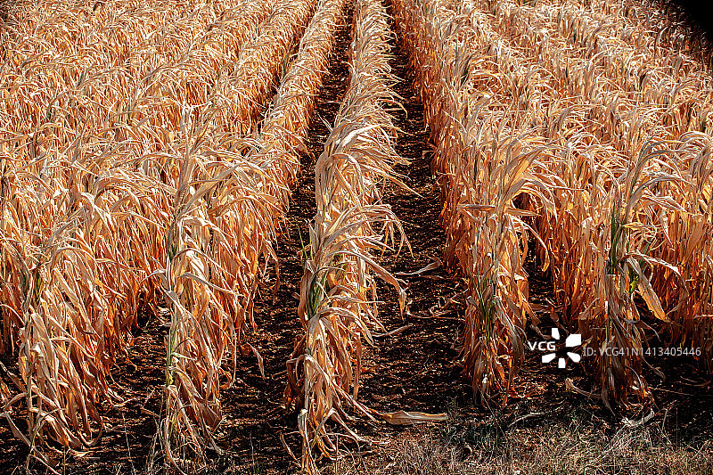 干旱气候和热浪导致农业田中玉米枯死（高角度视图）图片素材